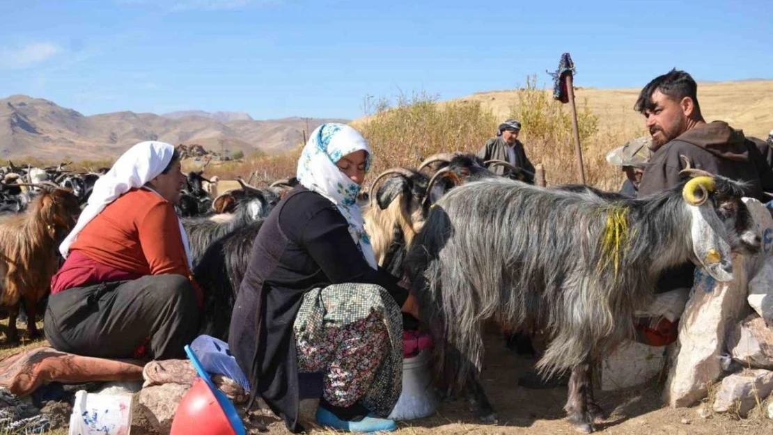 Şırnak'ta berivanların şartlarının iyileştirilmesinde devletten tam destek