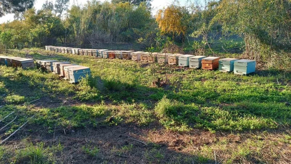 Şırnak'ta dört ayrı dağın zirvesinde en tatlı hasat başladı