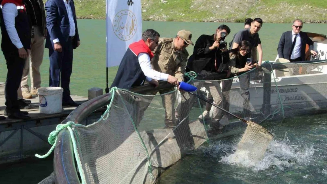 Şırnak'ta kafeslerden 30 ton balık hasat edildi