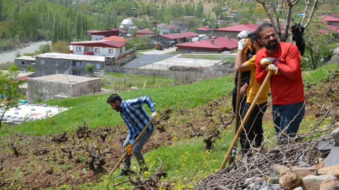 Şırnak'ta köylülerin imece usulü bağ bozma mesaisi başladı