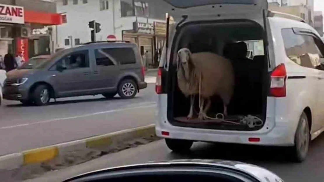 Şırnak'ta koyunu bagajda taşıdılar