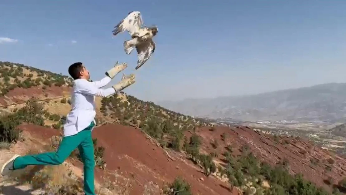 Şırnak'ta tedavileri tamamlanan 'yılan kartalı' ve 'kızıl şahin' doğaya bırakıldı