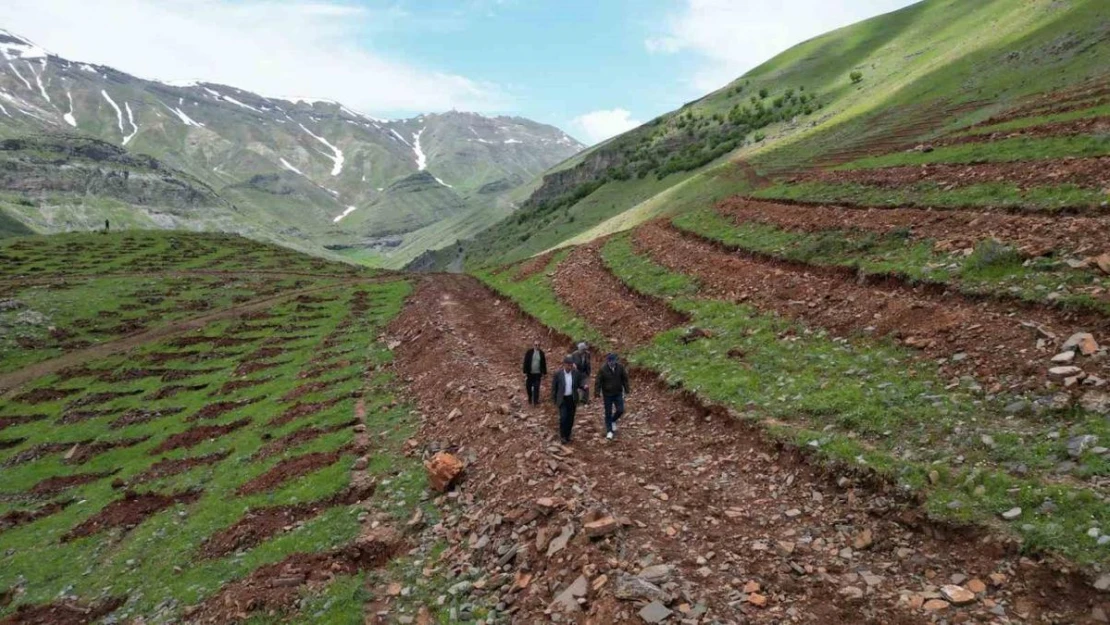 Şırnak'ta terörün bittiği dağlar 70 bin fidanla yeşillenecek