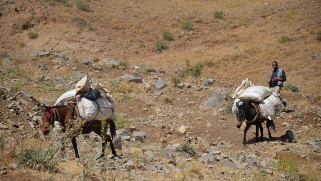 Şırnak'ta yaylalarda toplanan 'heliz otu' at sırtında beldeye indiriliyor