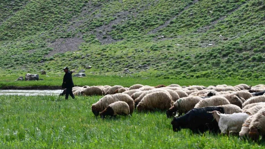 Şırnak yaylalarında kartpostallık fotoğraflar