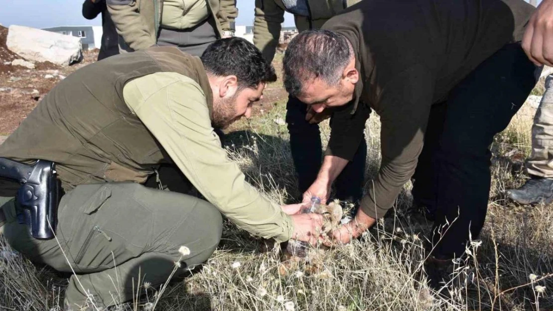 Siverek'te bitkin halde bulunan yavru aslan öldü