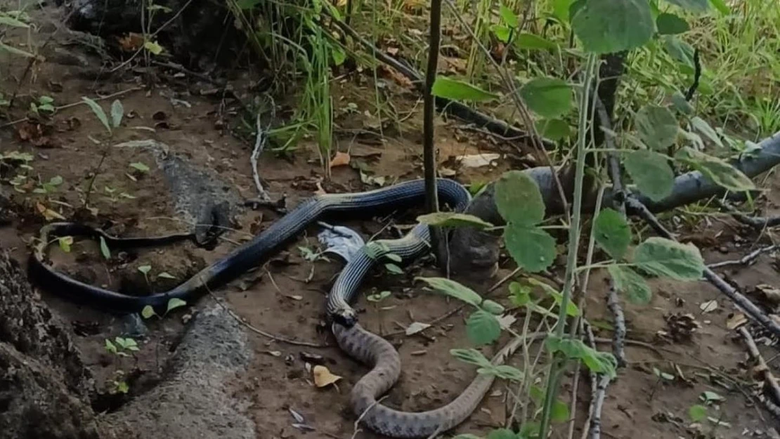 Siyah yılan engerek yılanını yuttu, o anlar kamerada