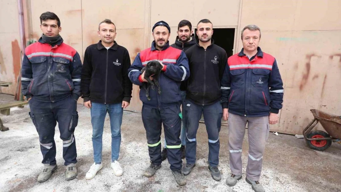 Sokak köpeklerinin yaraladığı köpek belediyenin maskotu oldu