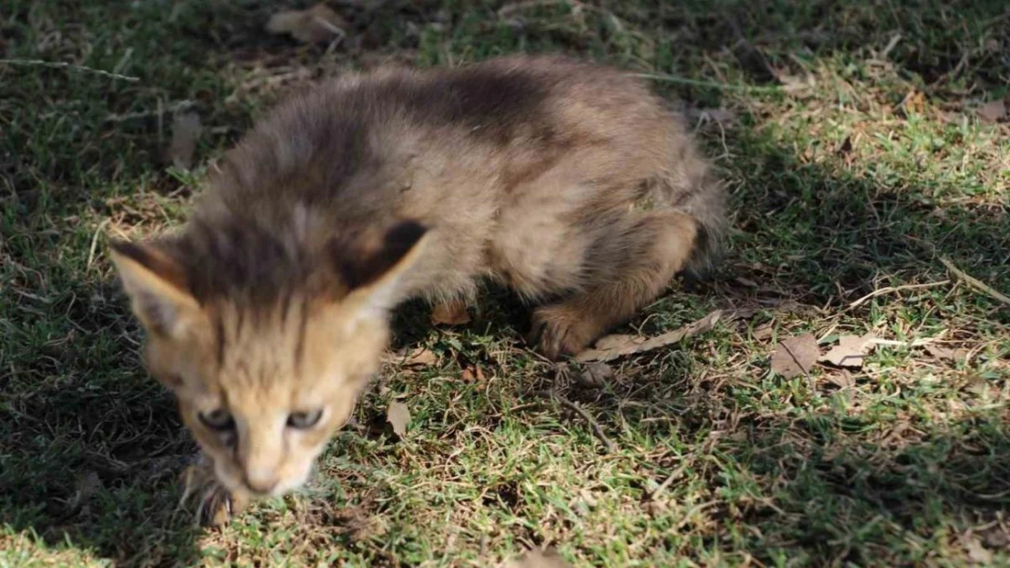 Soyu tehlike altındaki saz kedisi, Şırnak'ta görüldü