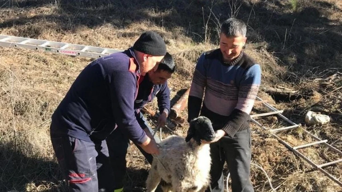 Su kuyusuna düşen küçükbaş hayvan kurtarıldı