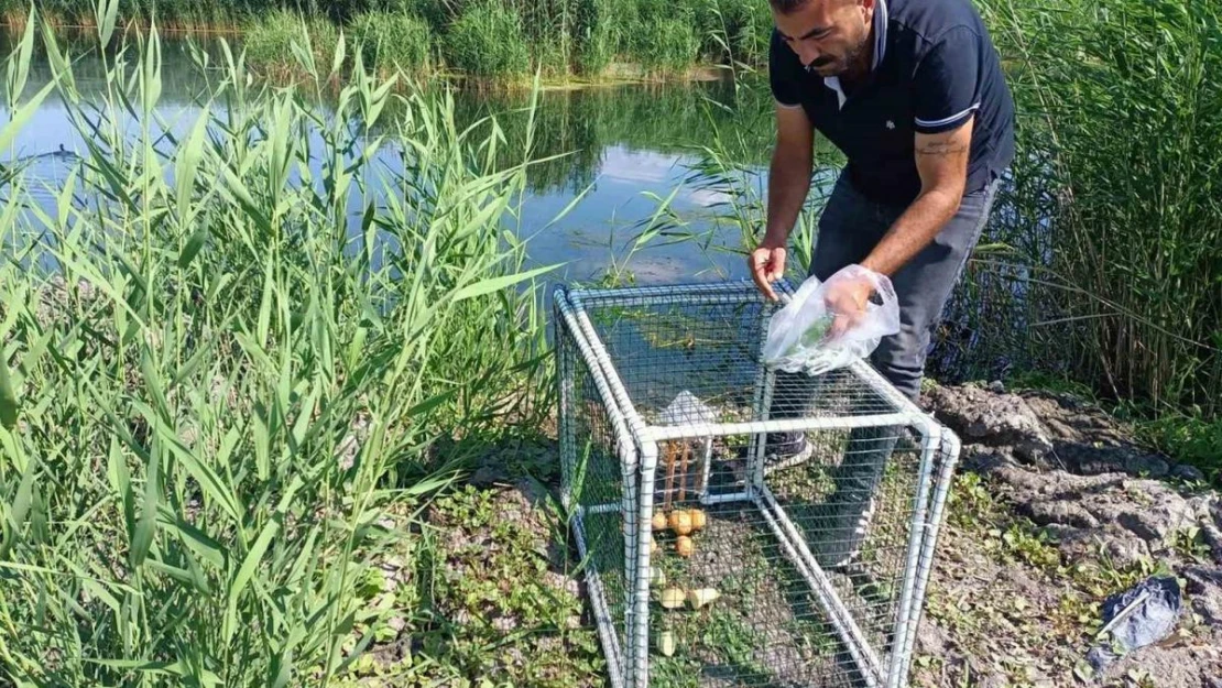 Su maymunların kontrol altına alınması için kapanlar kuruldu