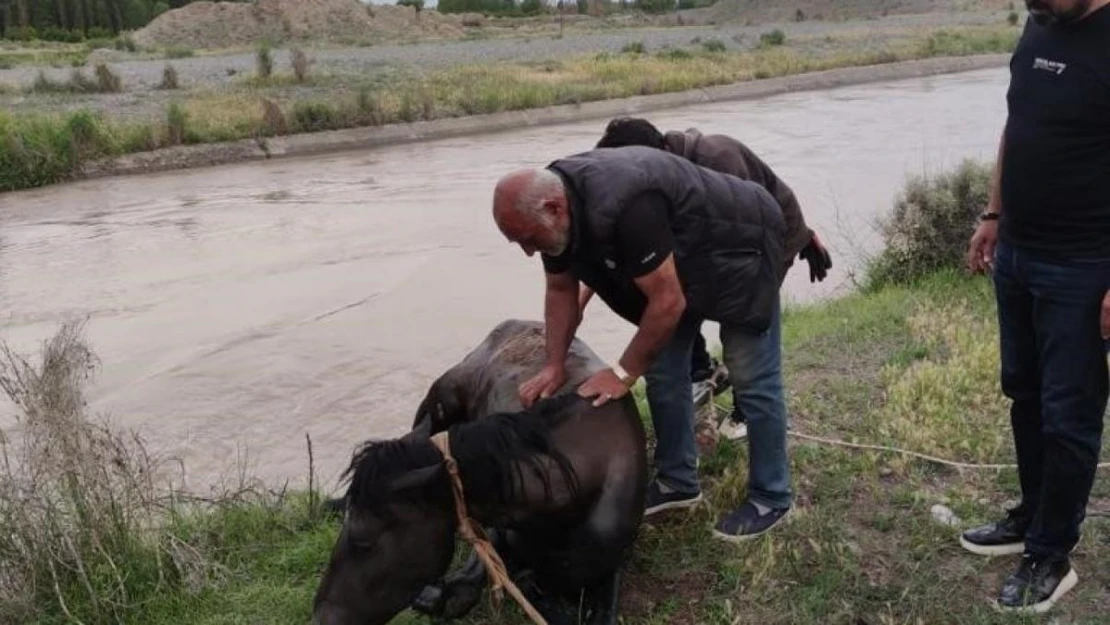 Sulama barajına düşen at kurtarıldı