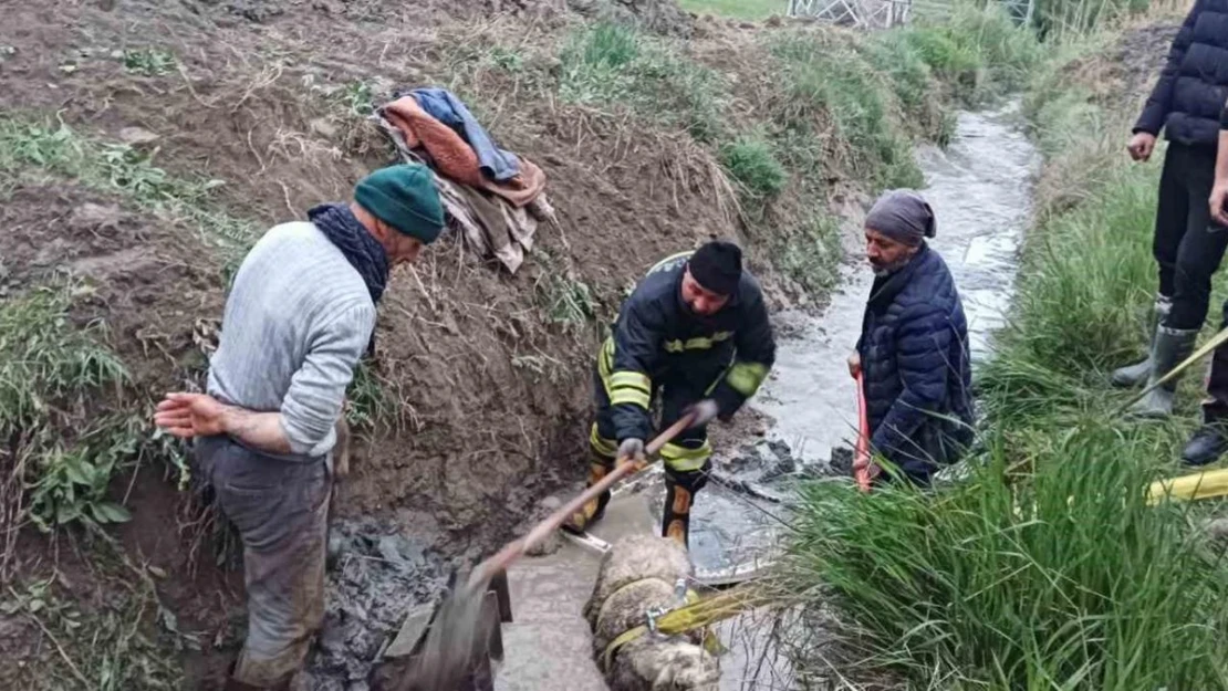 Sulama kanalına düşen koyunu itfaiye kurtardı