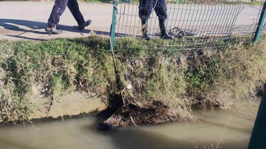 Sulama kanalına düşen yaban domuzu mahalleliyi ayağa kaldırdı