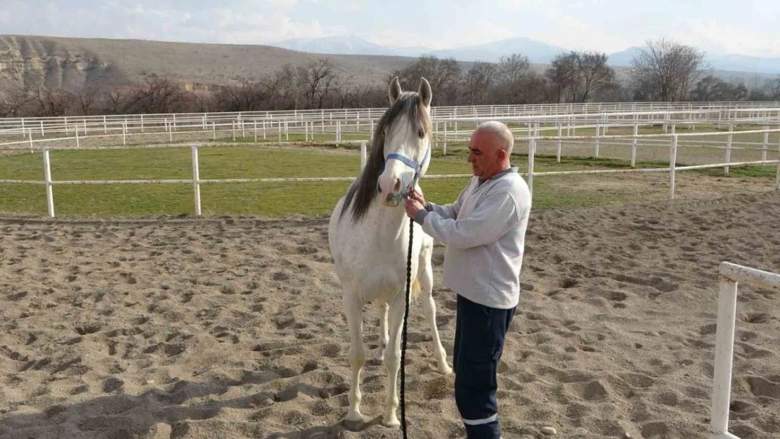 Sultansuyu'nda milyonluk taylar için modern tavlalar inşa ediliyor