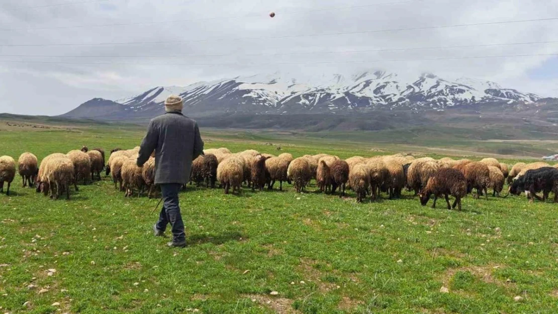 Sürülerin Süphan Dağı'na yolculuğu başladı