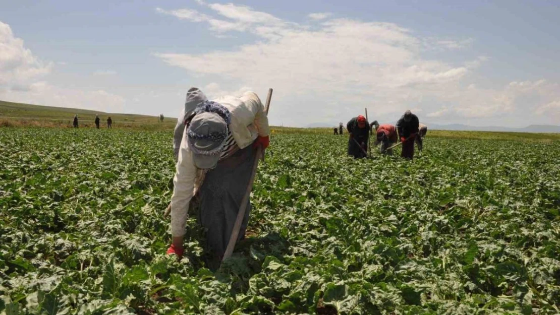 Tarım işçisi kadınlar pancar üretimi mesaisinde