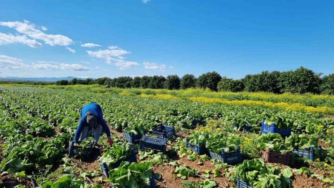 Tarımda üretici enflasyonu martta yüzde 61,87 oldu