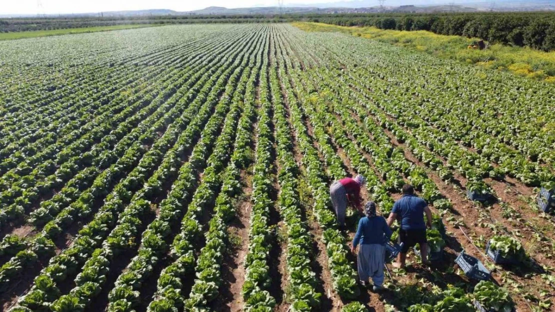 Tarımda üretici enflasyonu nisanda yüzde 71,52'ye geriledi