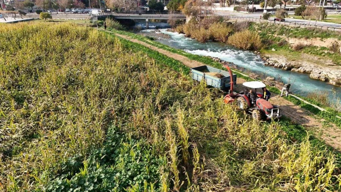 Tarsus Belediyesi üreticilere 50 ton silajlık mısır dağıtacak