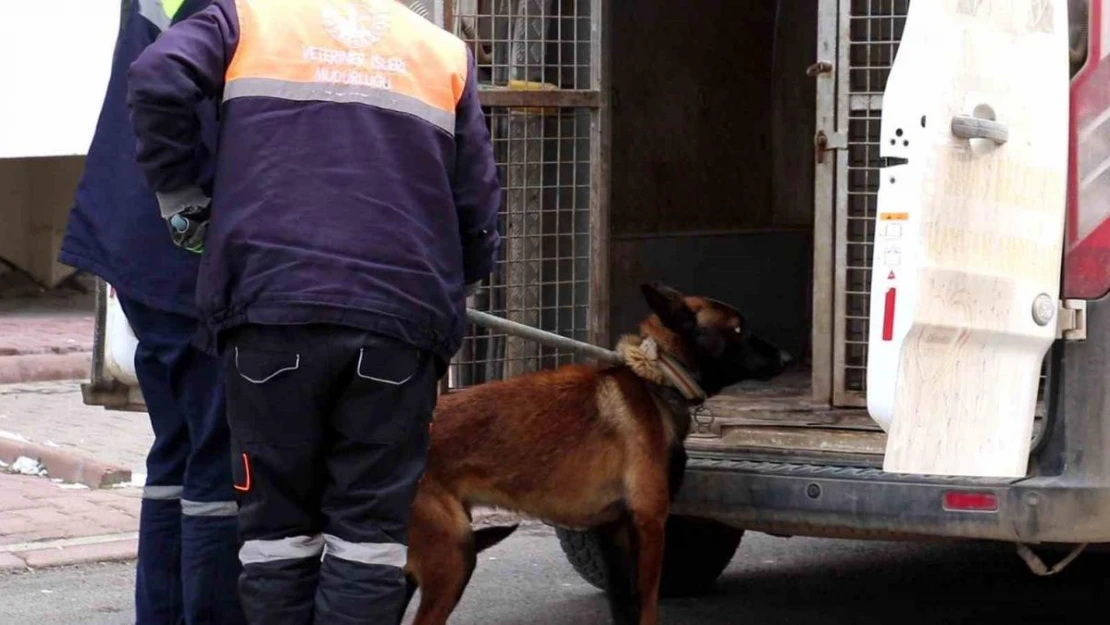 Tasmalı köpek dehşet saçtı, 2'si çocuk 4 kişiyi yaraladı