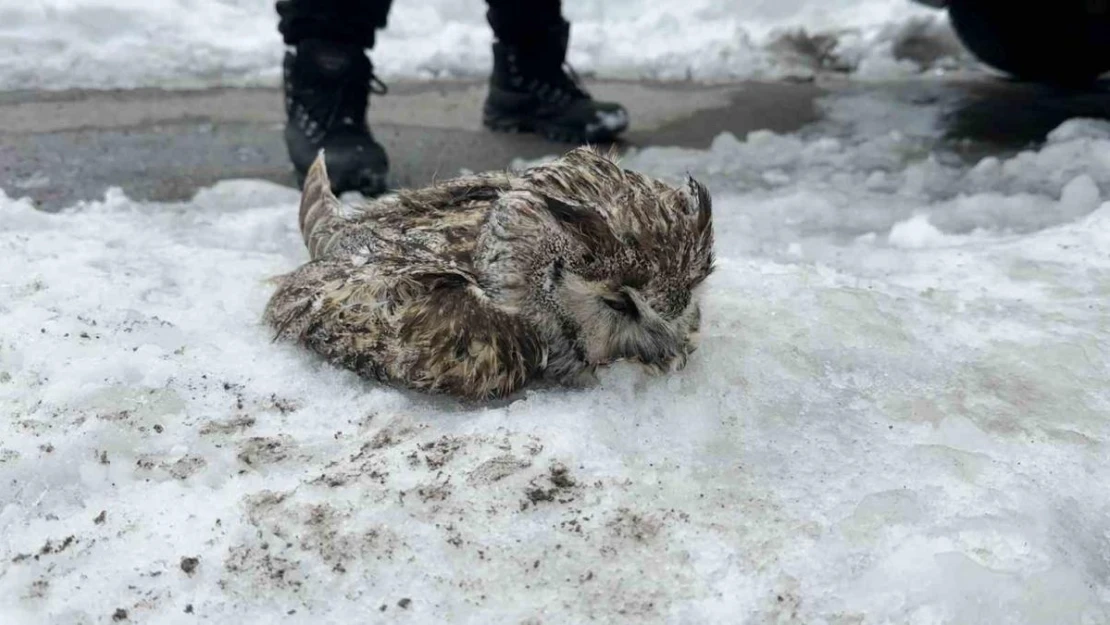 Tatvan'da soğuk havadan dolayı puhu dondu