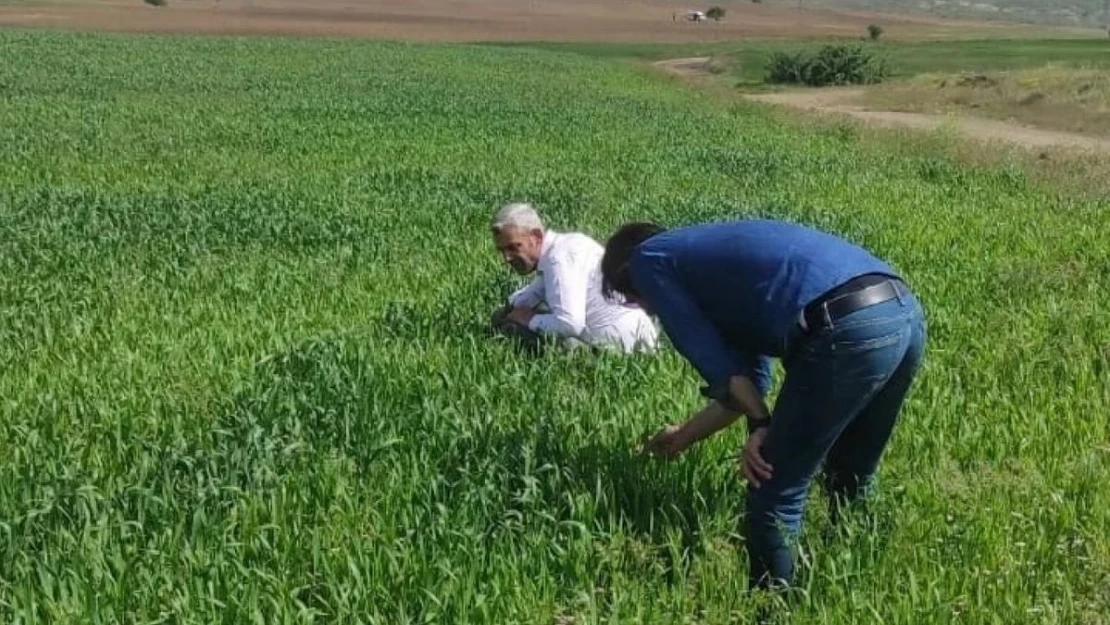 Tatvan'daki tahıl üretim alanlarında hastalık kontrolleri yapıldı