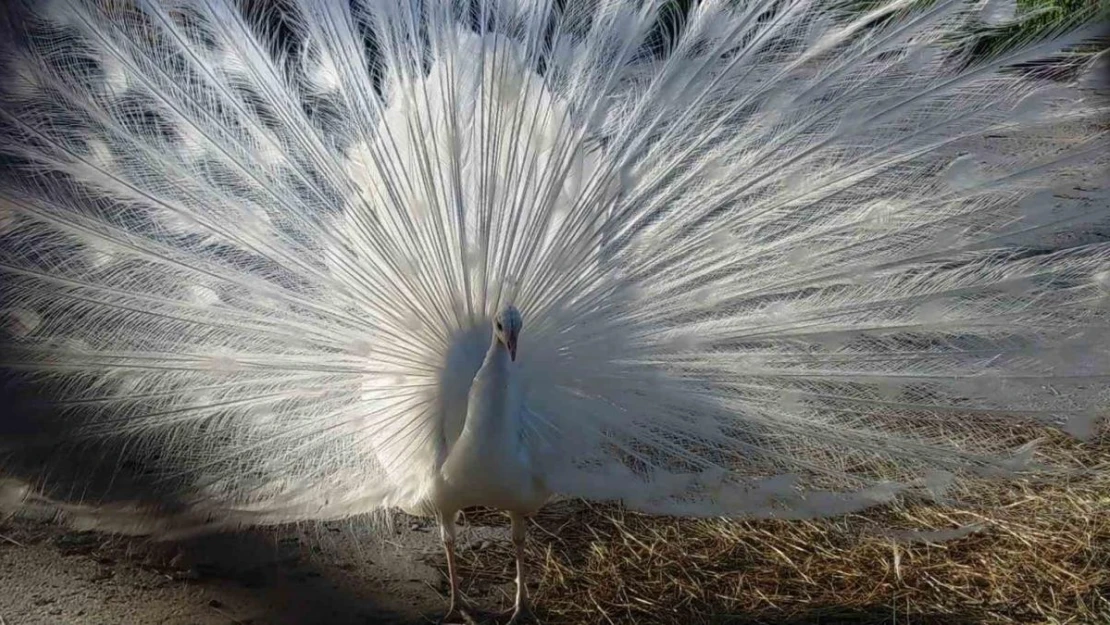 Tavus kuşları Van'ı sevdi