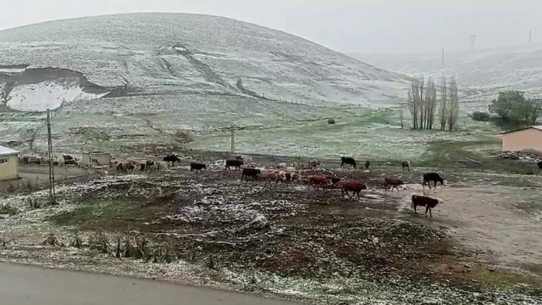 Tekman'da kar sürprizi