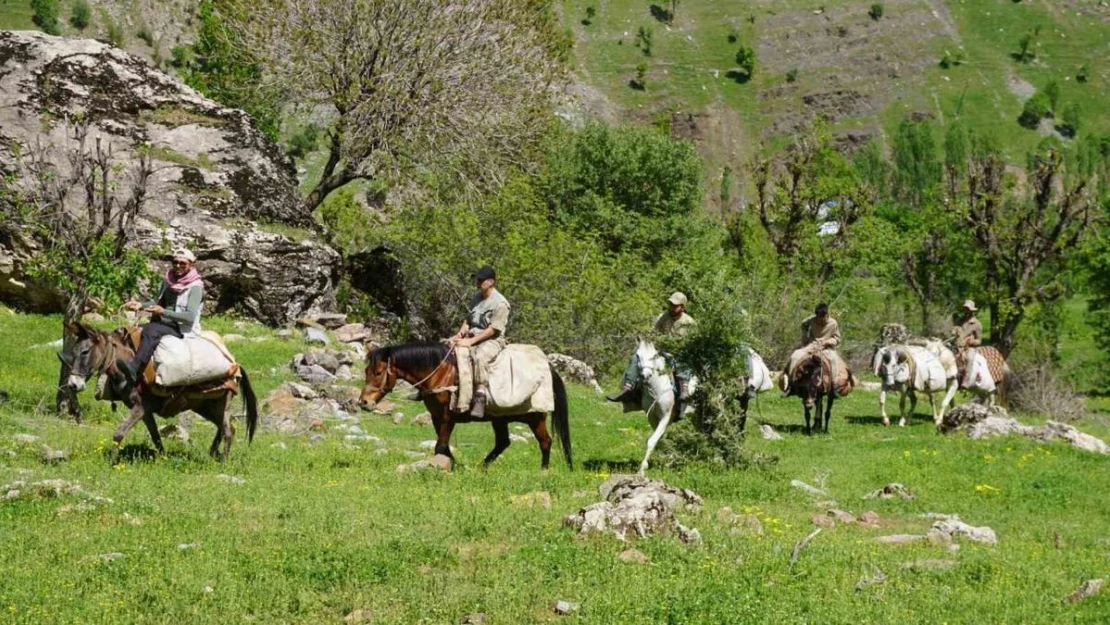 Terörden temizlenen dağlarda yetişen otlar adeta şifa deposu