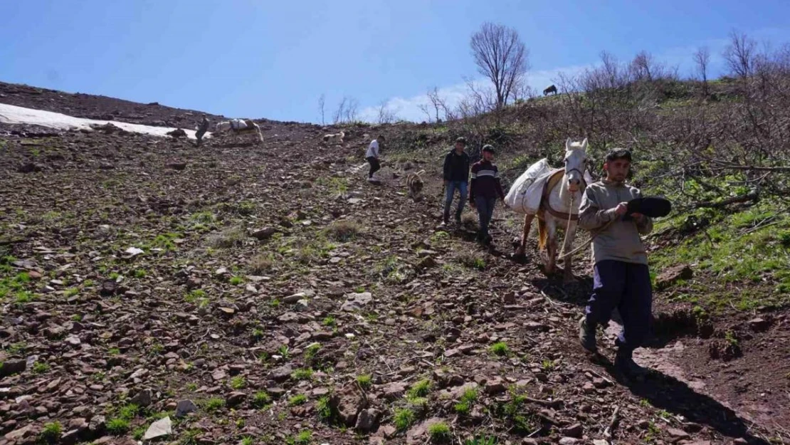 Terörden temizlenen dağlar pancarcıların merkezi oldu