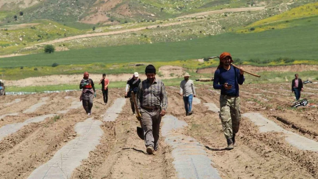 Terörün yerini huzura bıraktığı Şırnak arazileri tarımla canlanıyor