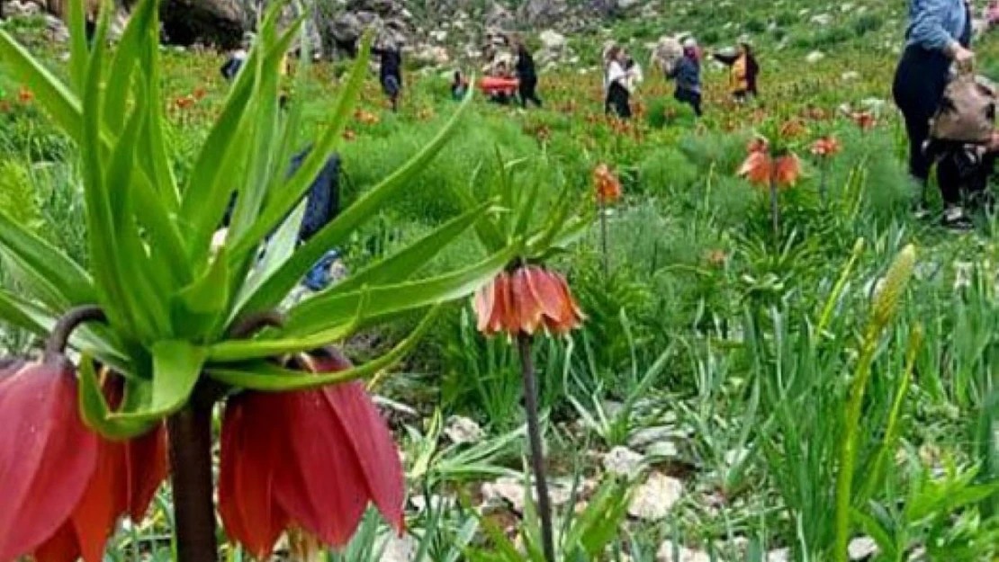 Ters laleler Tunceli dağlarına renk kattı