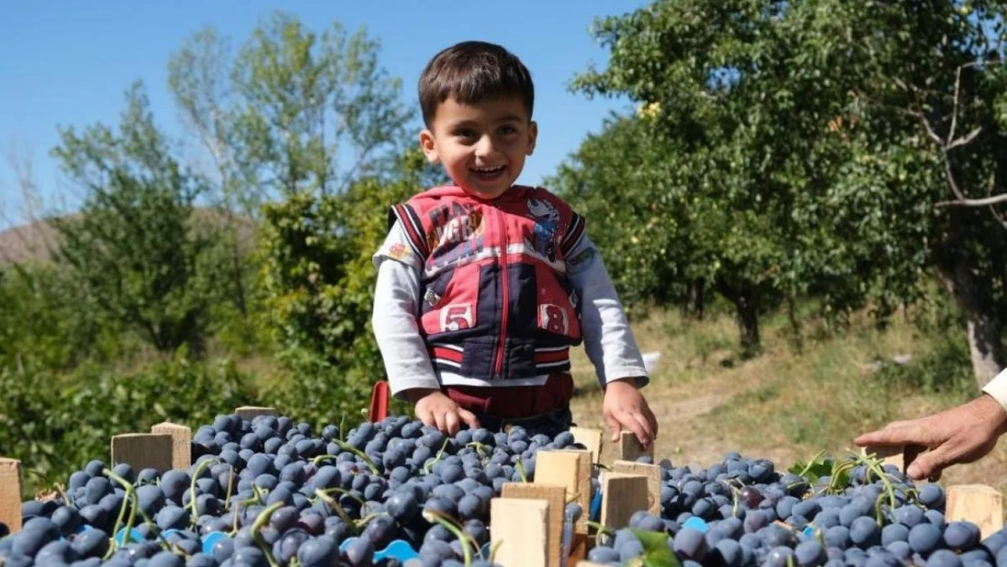 Tescilli Cimin üzümü tezgahtaki yerini almaya başladı