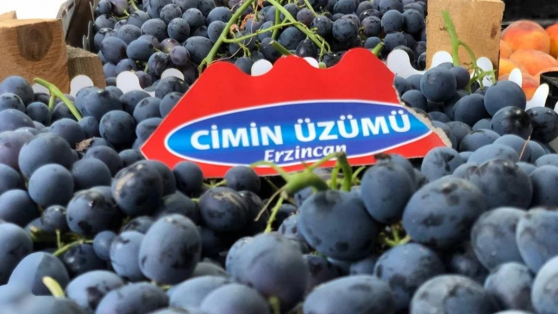 Tescilli Cimin üzümünde hasat zamanı