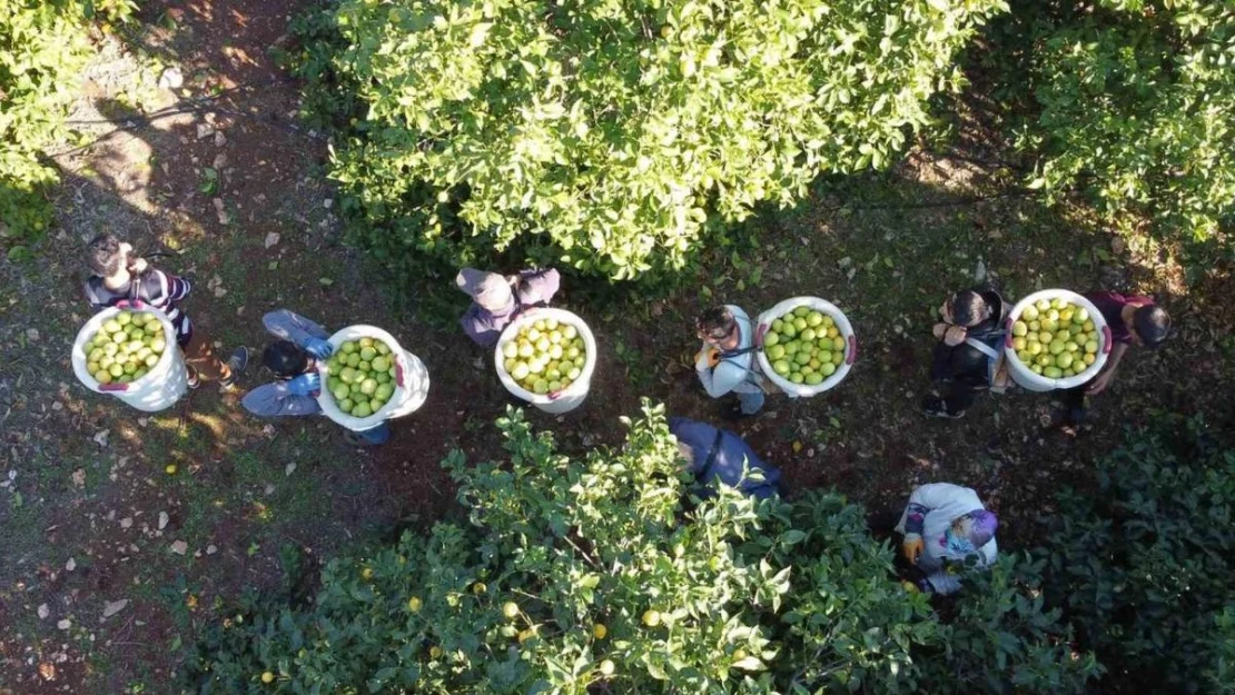 Tescilli Lamas limonunda hasat 5 TL ile başladı