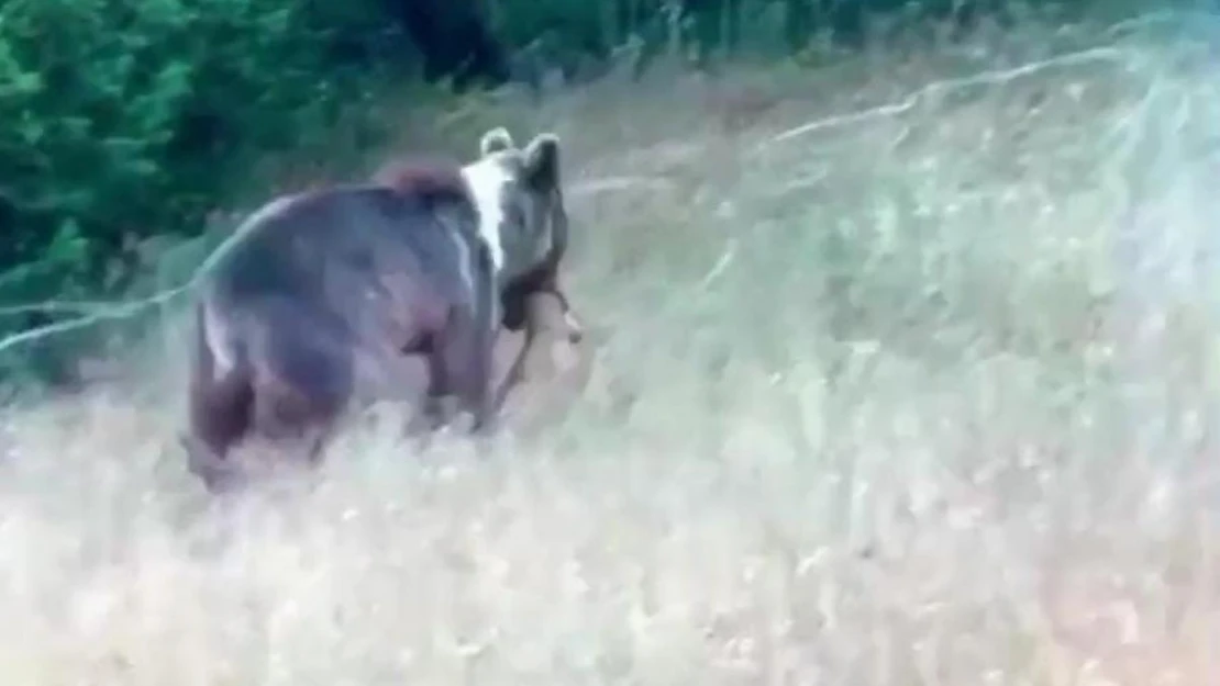 Tunceli'de bozayı, dağ keçisini avladı