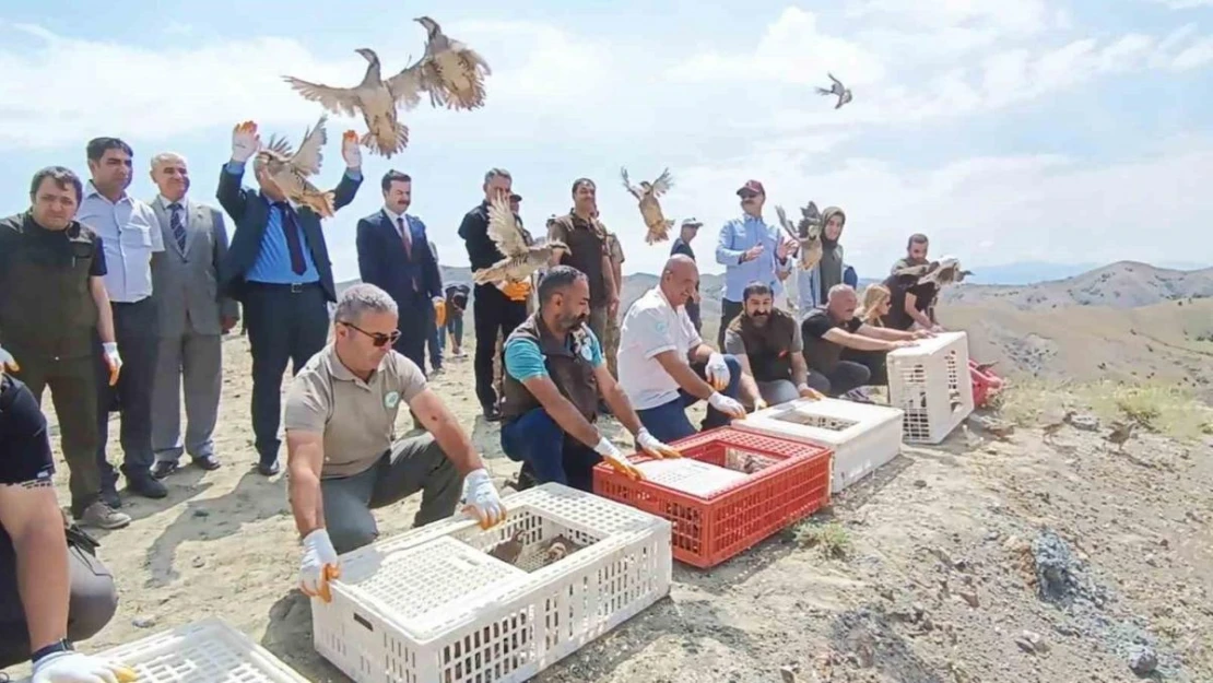 Tunceli'de doğaya 600 keklik salındı