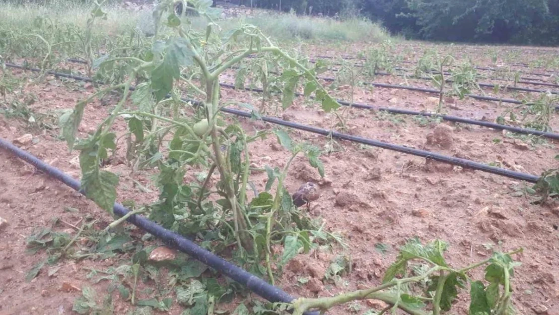 Tunceli'de ceviz büyüklüğünde dolu yağdı... Tarım alanları zarar gördü