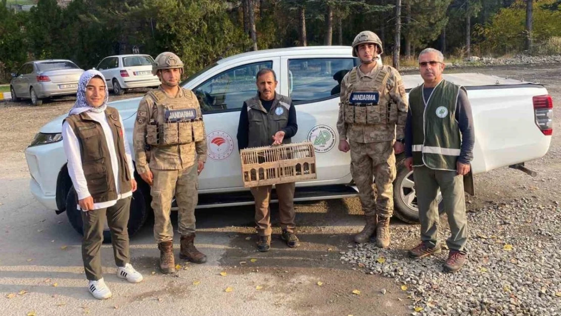 Tunceli'de el konulan kınalı keklikler doğal ortamına bırakıldı