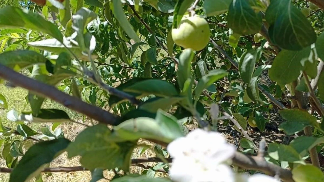 Tunceli'de elma ağacı, üzerinde meyve varken aynı zamanda çiçek açtı