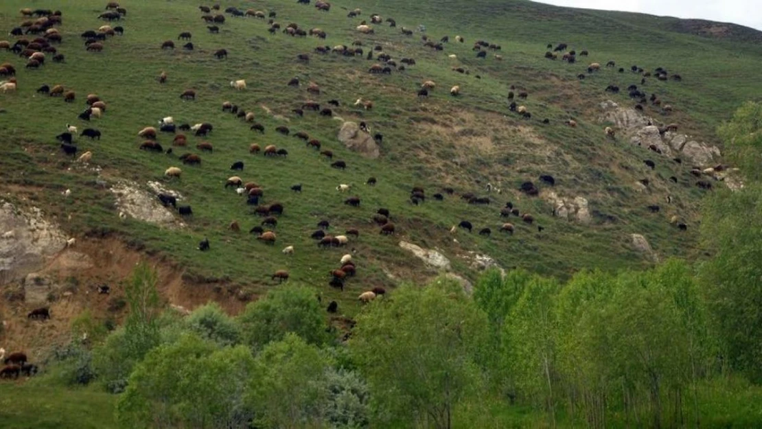 Türkiye'nin en büyük çayır ve mera alanları Erzurum'da