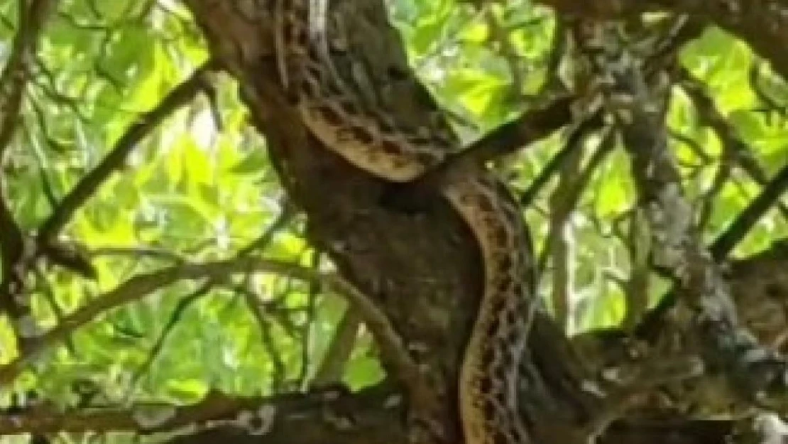 Tunceli'de 2 buçuk metrelik yılan paniği