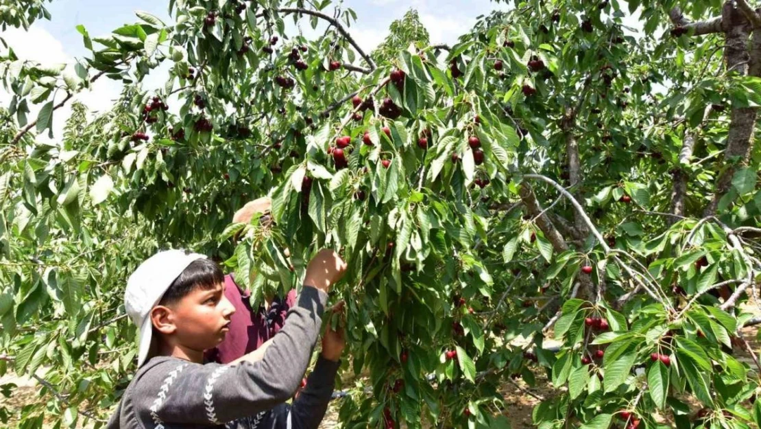 Türkiye'nin en geç kiraz hasadı Ahlat'ta yapılıyor