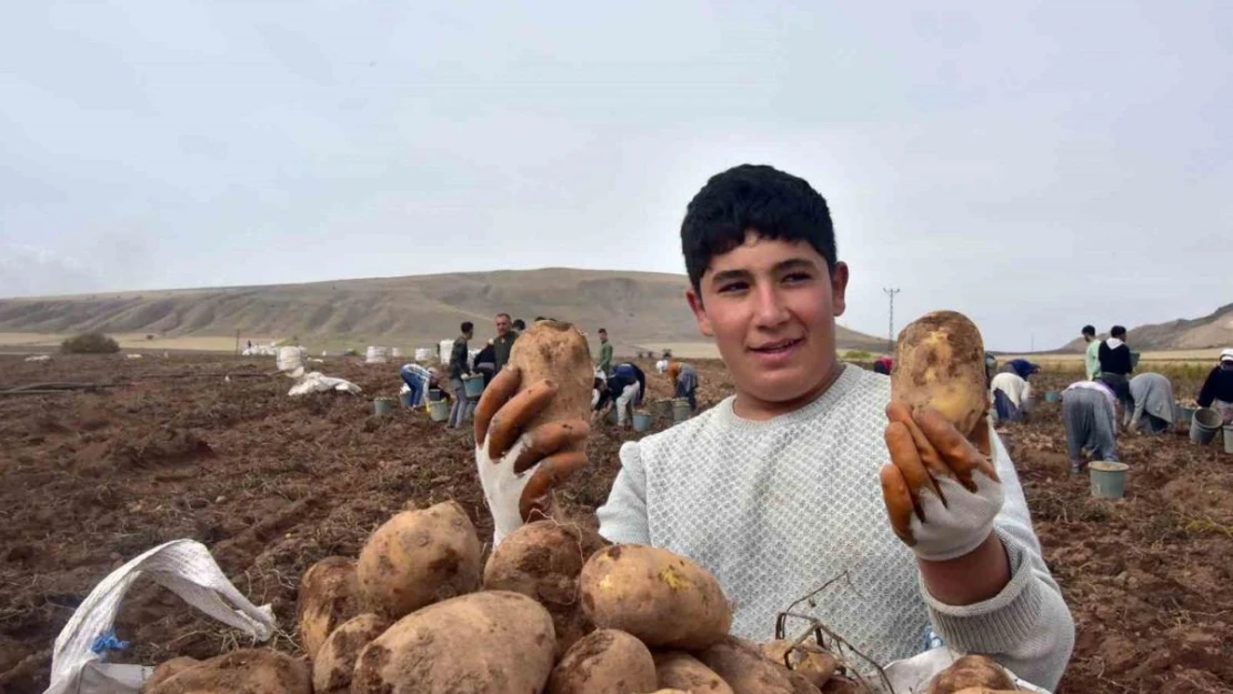 Türkiye'nin patates ambarlarından olan Ahlat'ta hasat başladı