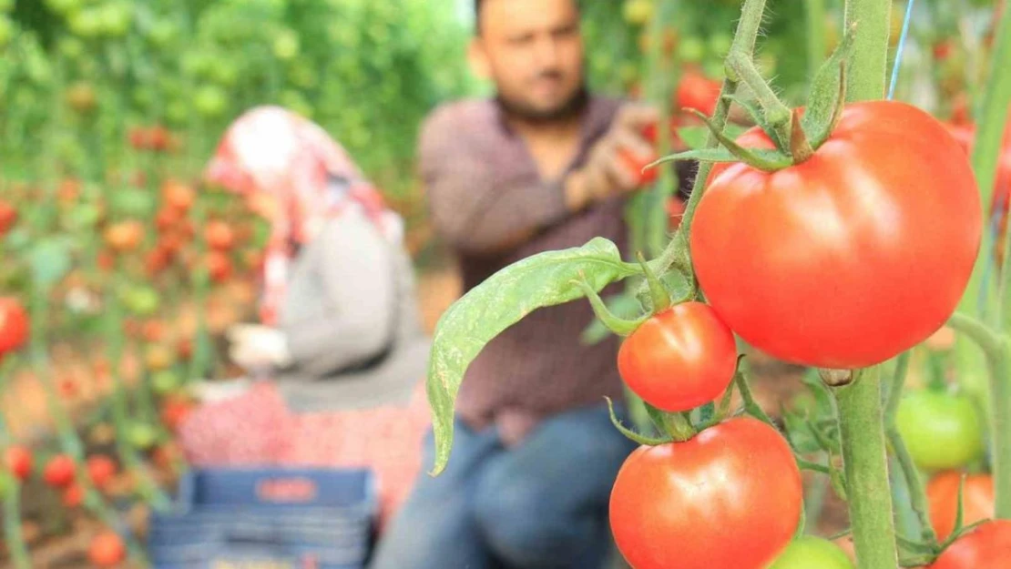 Türkiye'nin üretim merkezi Mersin'de örtü altı domateste hasat başladı