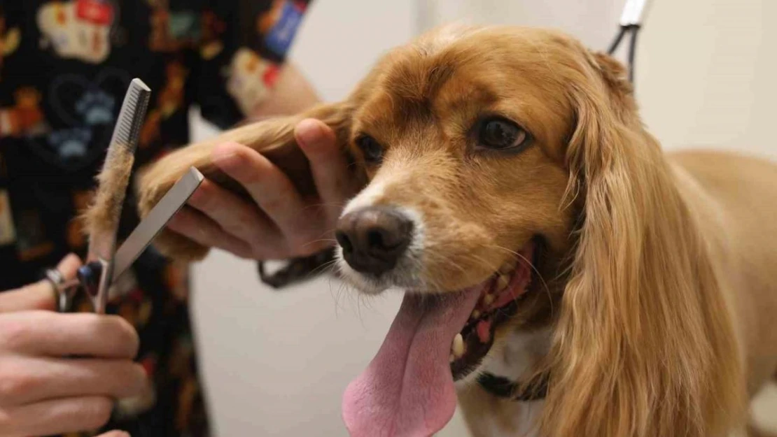 Tüy ve tırnak bakımında bölgenin en şirin merkezi: Bu kuaförde sadece köpekler tıraş oluyor