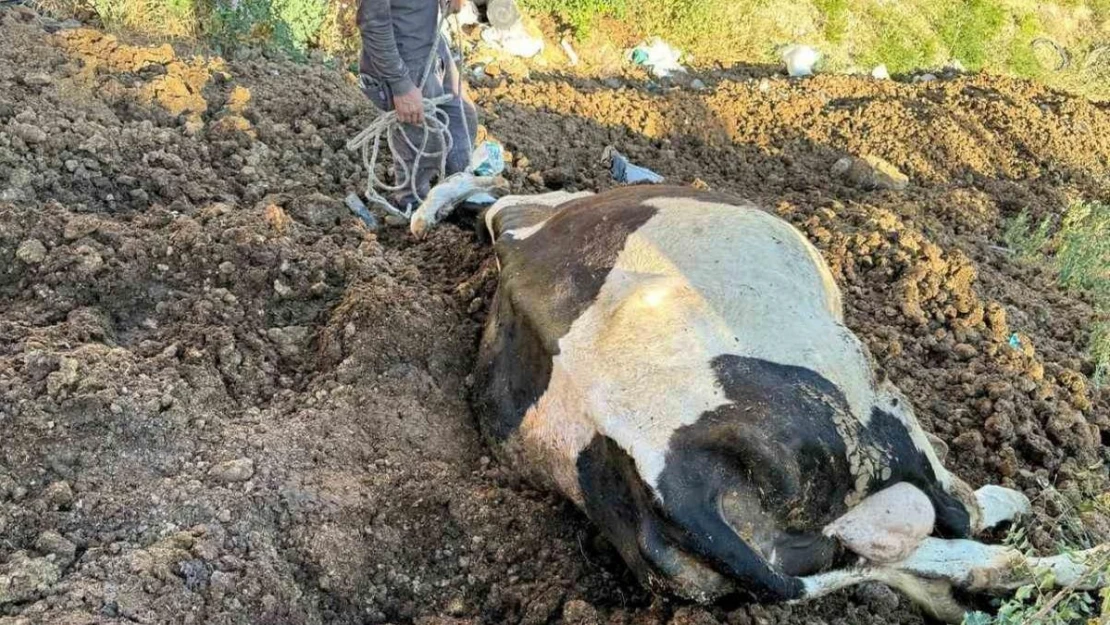 Uçurumdan düşen inek kurtarılmayı bekliyor