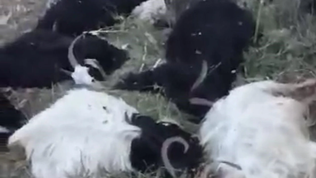 Uludere'de yıldırım düşmesi sonucu 200 keçi telef oldu