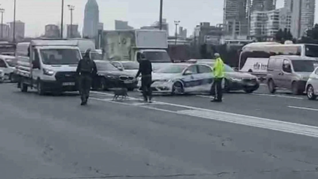 Ümraniye'de TEM'E giren tilki trafiği birbirine kattı